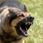 average dog bite settlement amounts in Denver