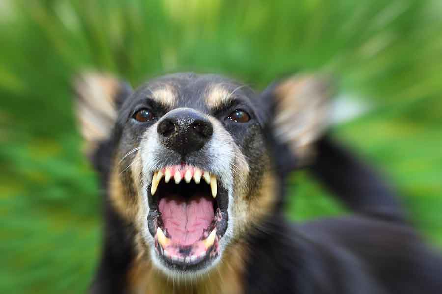 suing for dog bites